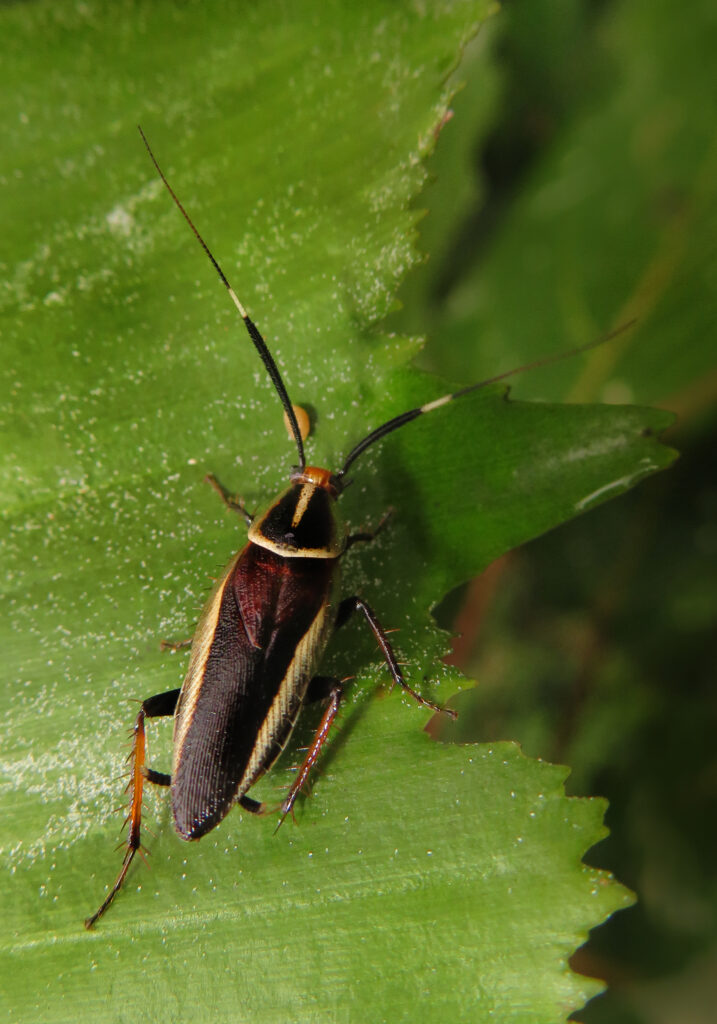Hemithyrsocera histrio