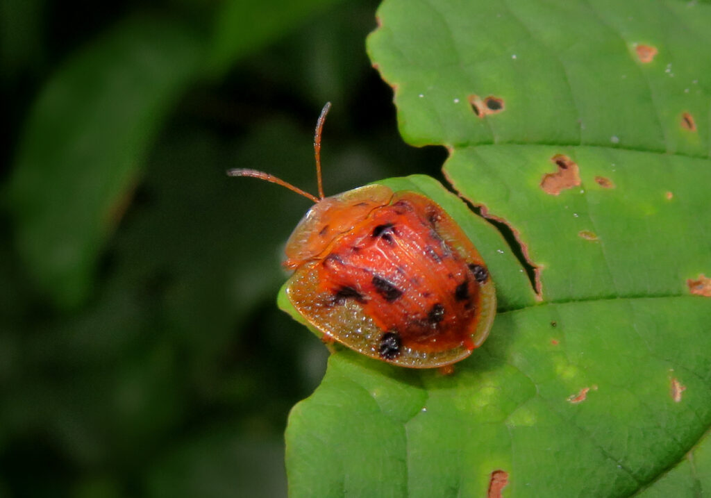 Genus Laccoptera