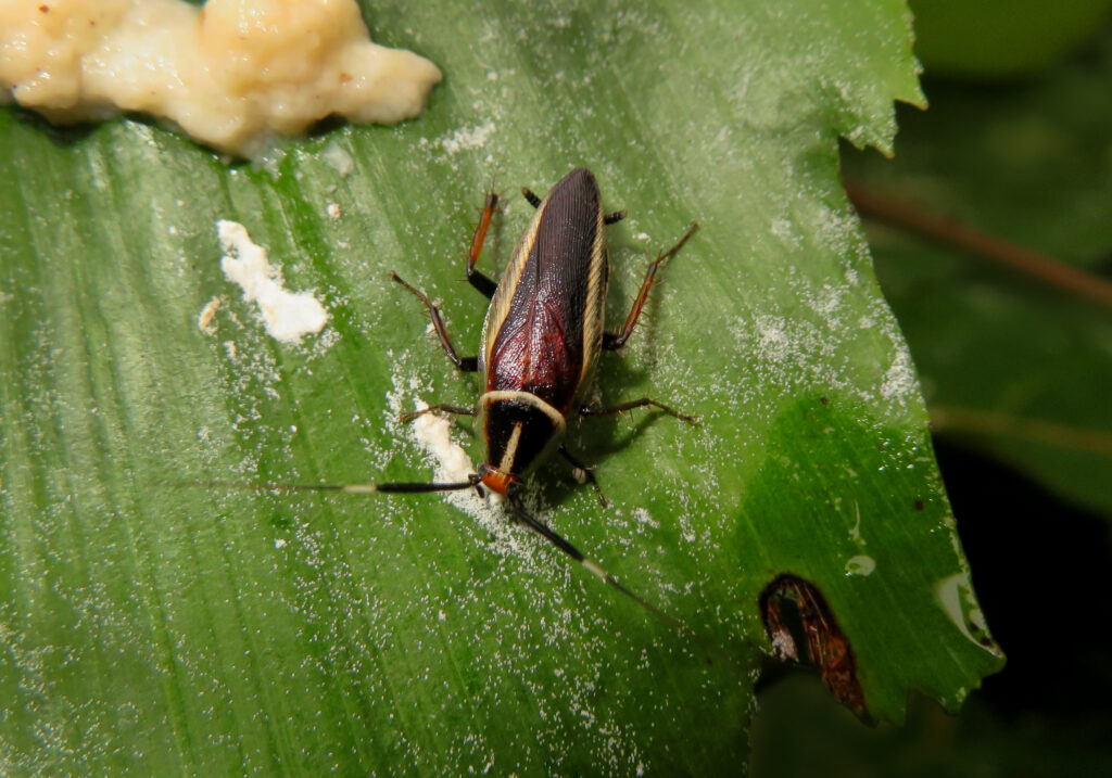 Hemithyrsocera histrio