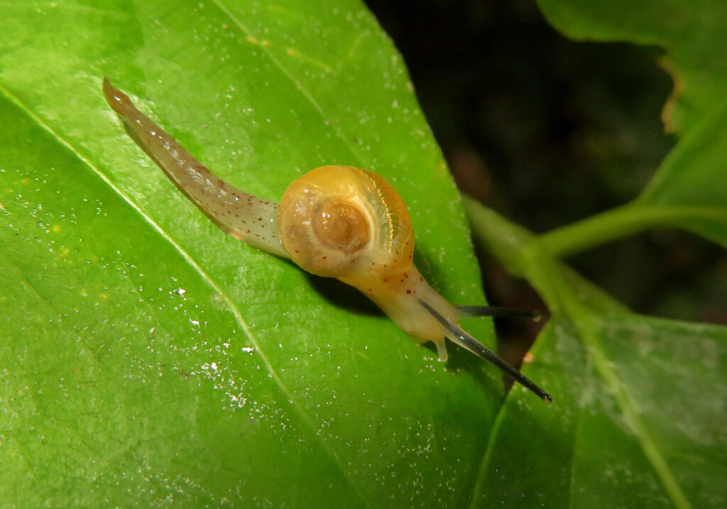 Superfamily Helicarionoidea