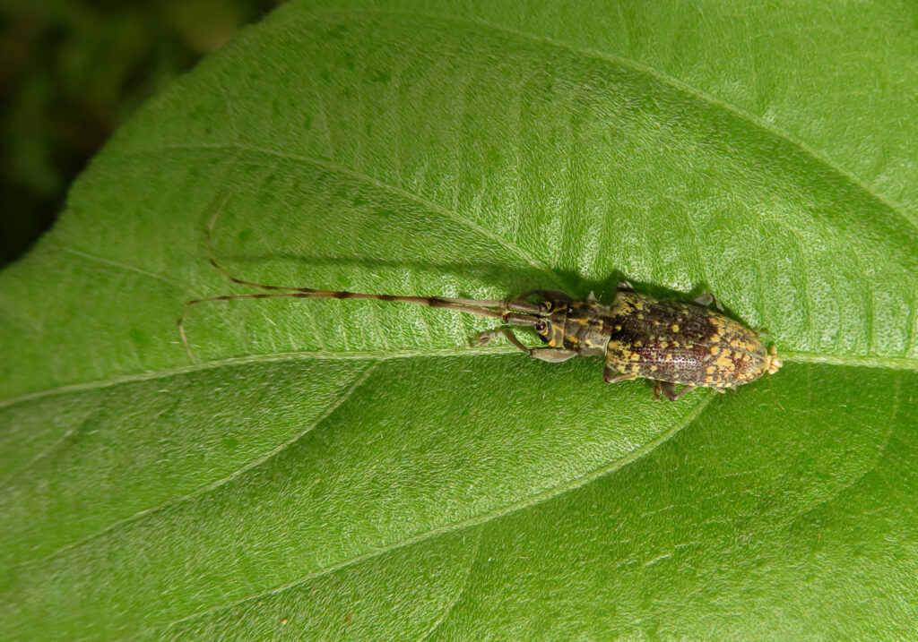 Flat-faced Longhorn Beetles