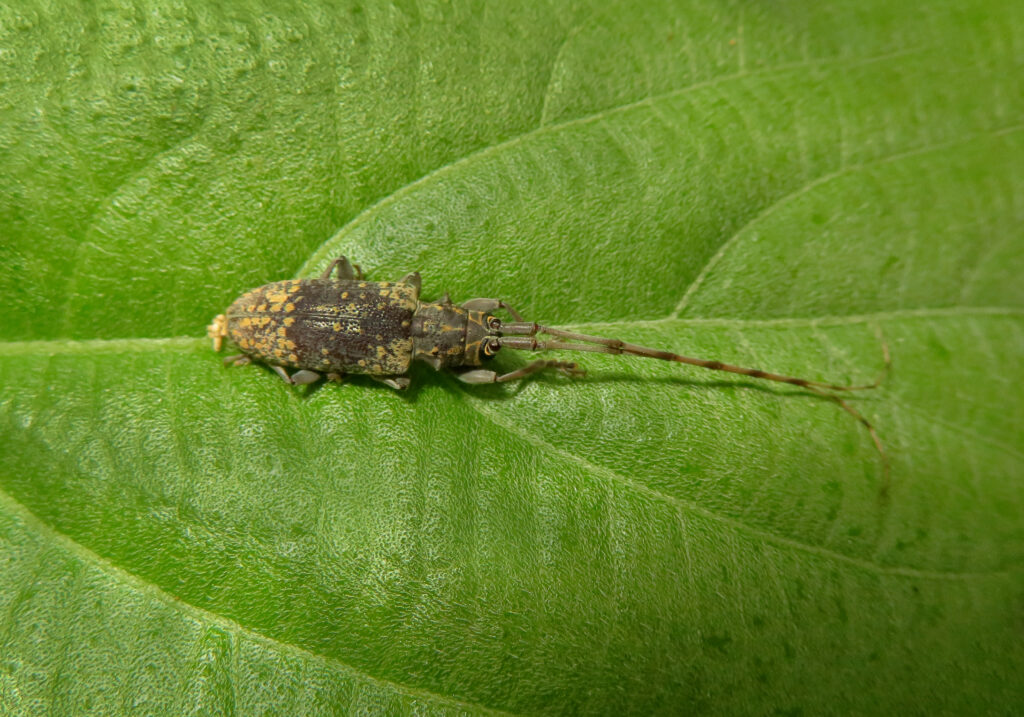 Flat-faced Longhorn Beetles