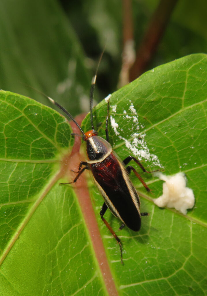 Hemithyrsocera histrio
