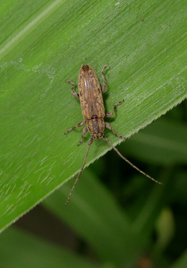 Flat-faced Longhorn Beetles