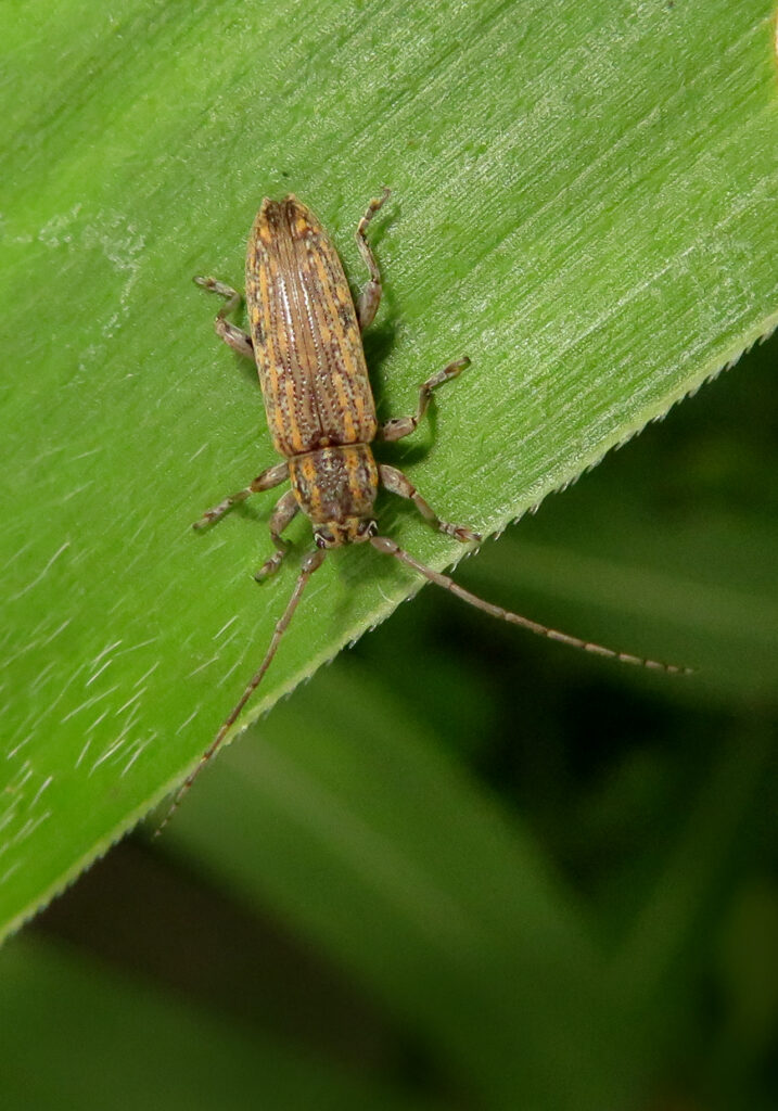 Flat-faced Longhorn Beetles
