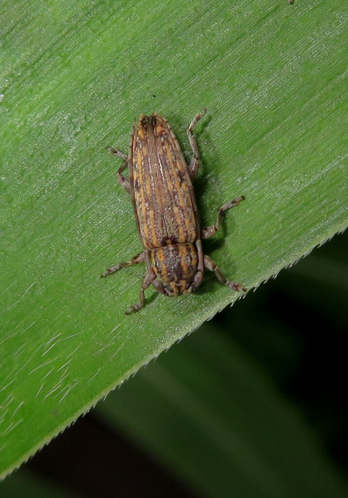 Flat-faced Longhorn Beetles