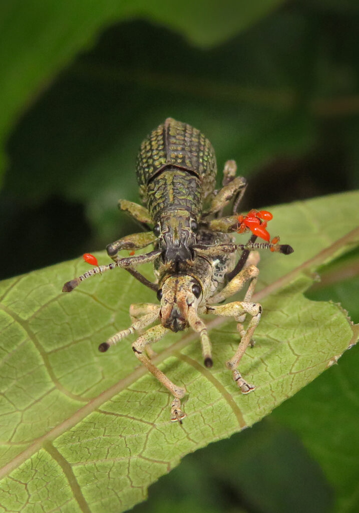 Broad-nosed Weevils (Subfamily Entiminae)