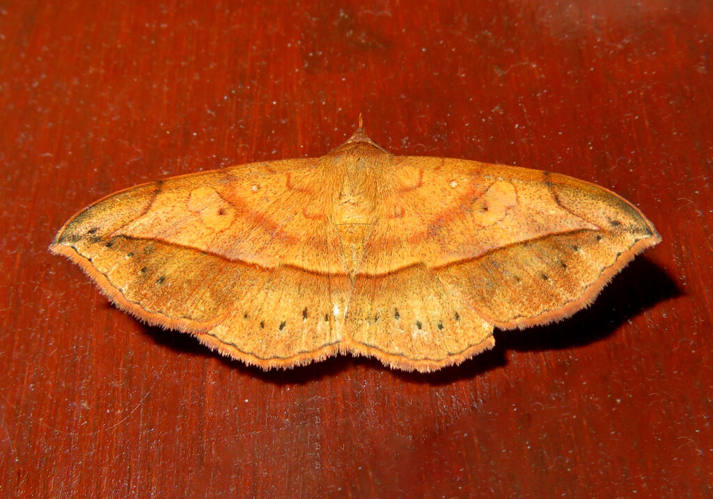 Underwing, Tiger, Tussock, and Allied Moths (Family Erebidae)