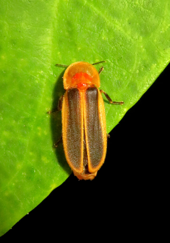 Click, Firefly, and Soldier Beetles (Superfamily Elateroidea)