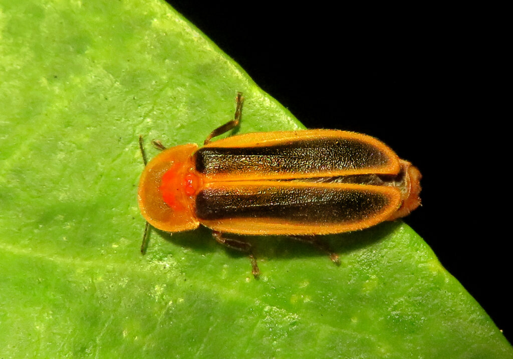 Click, Firefly, and Soldier Beetles (Superfamily Elateroidea)