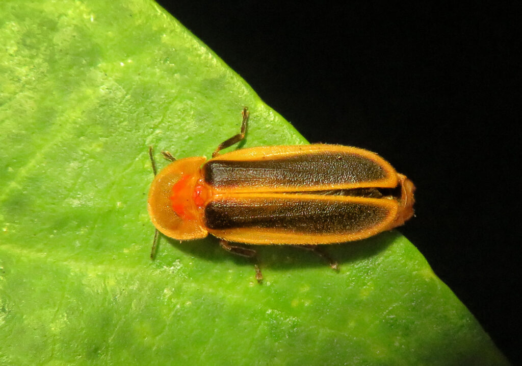 Click, Firefly, and Soldier Beetles (Superfamily Elateroidea)