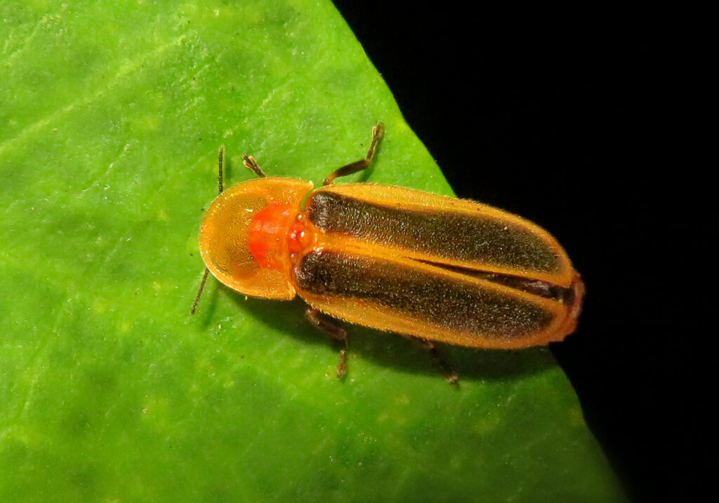 Click, Firefly, and Soldier Beetles (Superfamily Elateroidea)