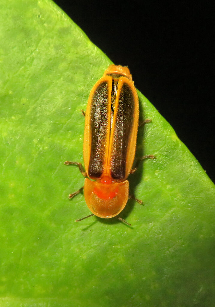 Click, Firefly, and Soldier Beetles (Superfamily Elateroidea)