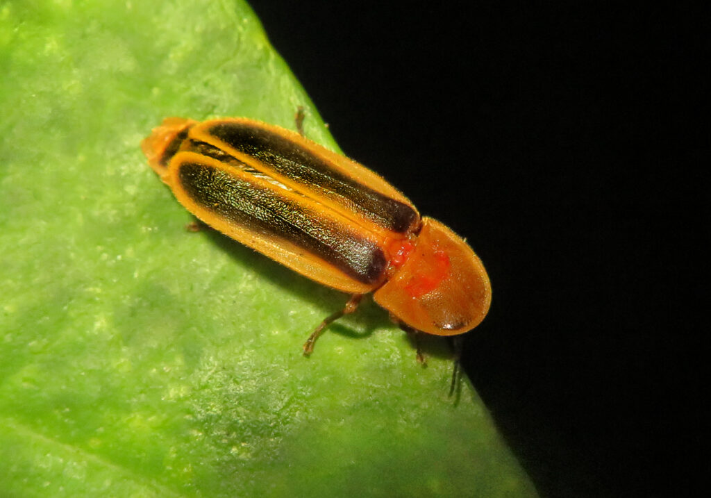 Click, Firefly, and Soldier Beetles (Superfamily Elateroidea)