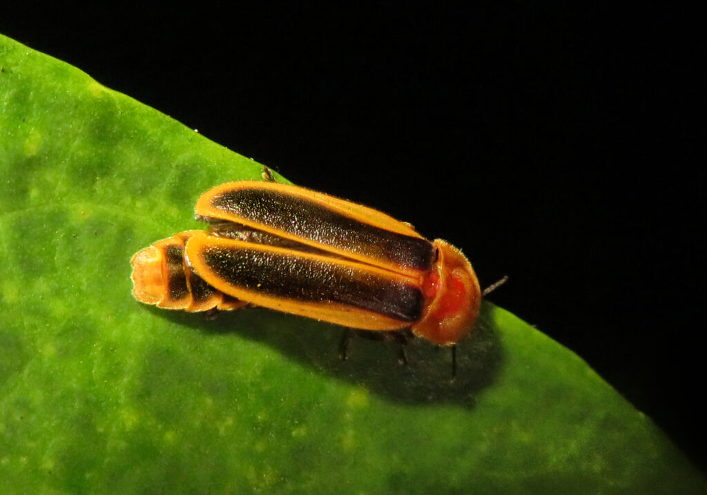 Click, Firefly, and Soldier Beetles (Superfamily Elateroidea)
