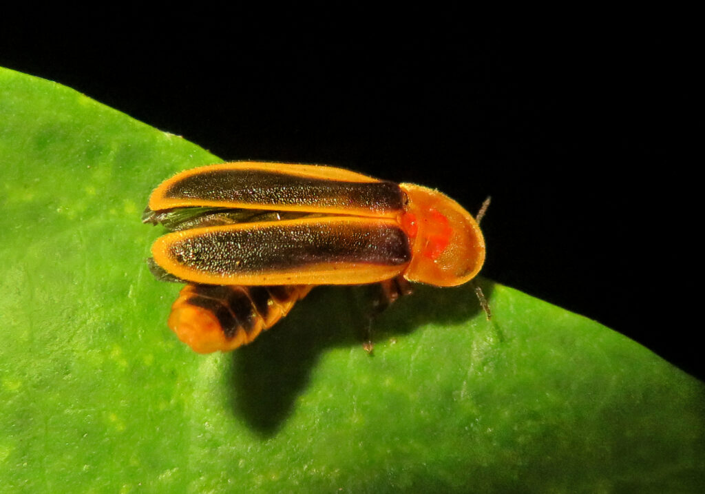 Click, Firefly, and Soldier Beetles (Superfamily Elateroidea)