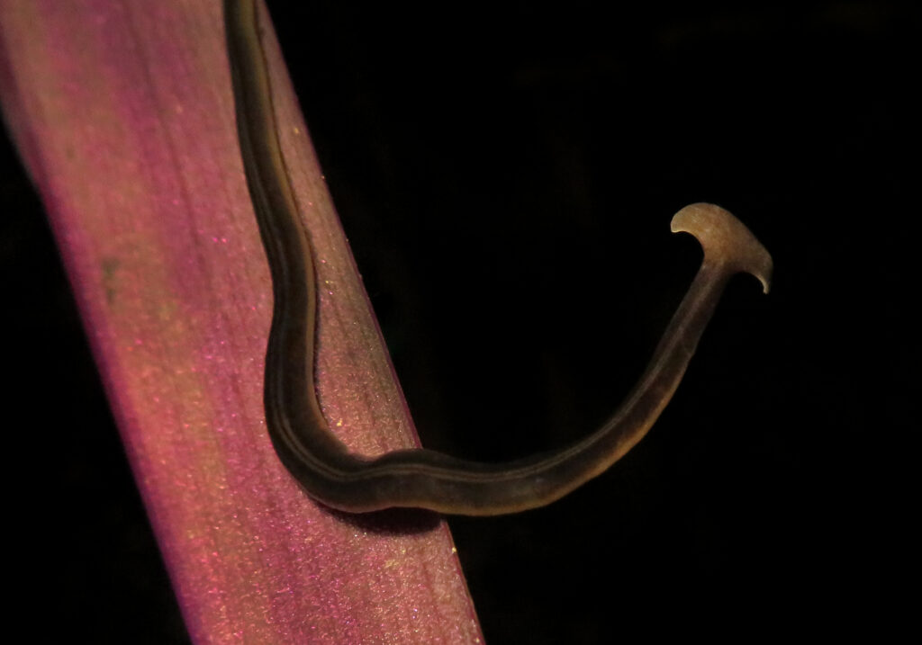 Land Planarians