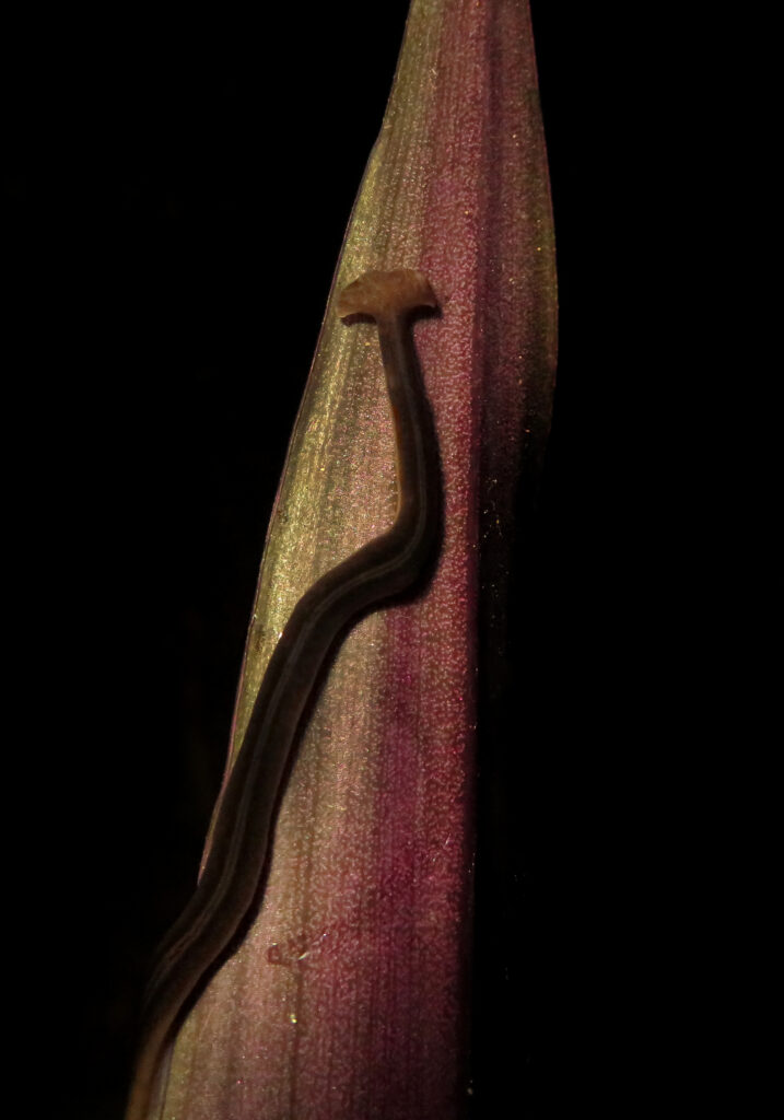 Land Planarians
