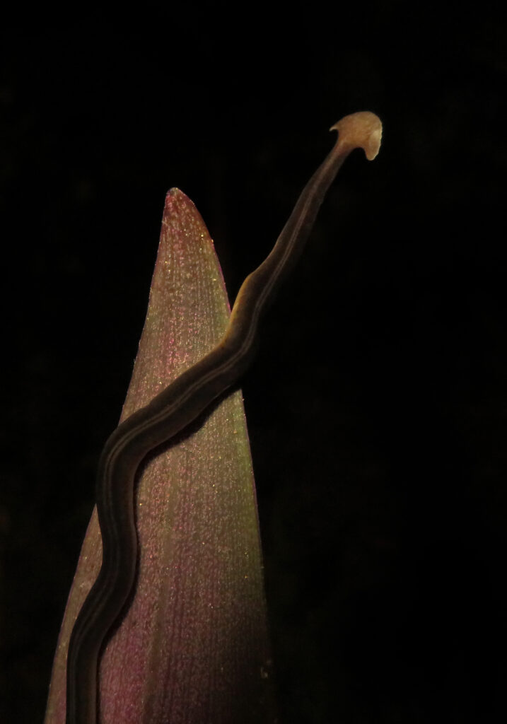 Land Planarians
