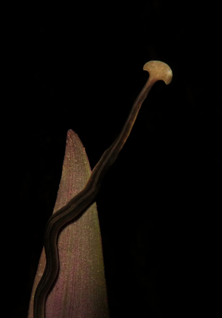 Land Planarians