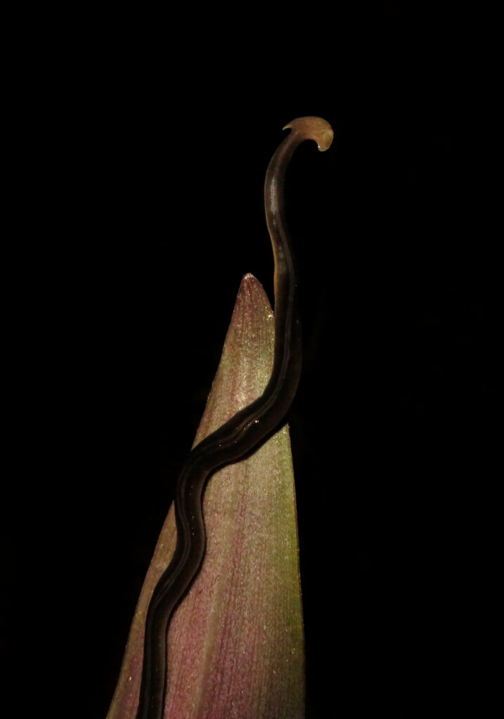 Land Planarians