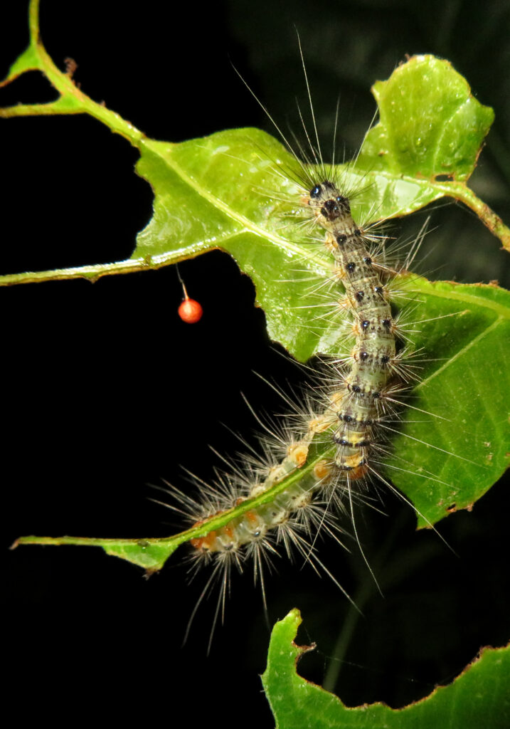 Underwing, Tiger, Tussock, and Allied Moths (Family Erebidae)