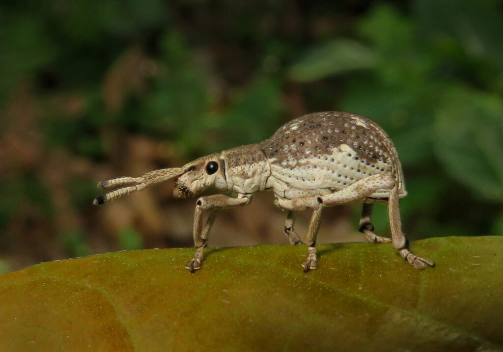 Broad-nosed Weevils (Subfamily Entiminae)