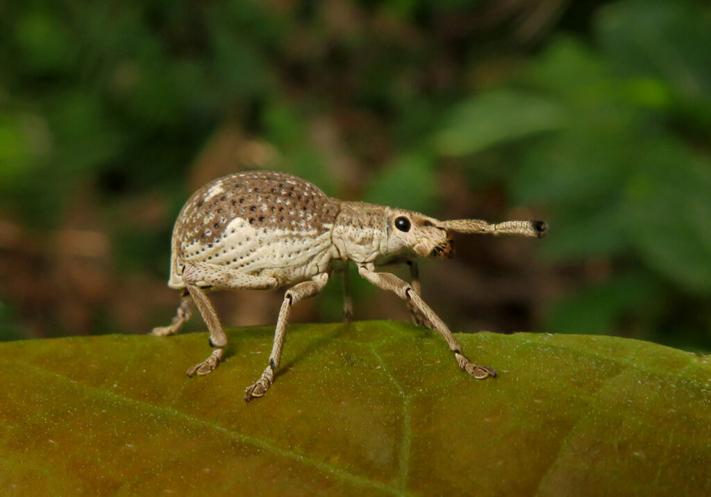 Broad-nosed Weevils (Subfamily Entiminae)