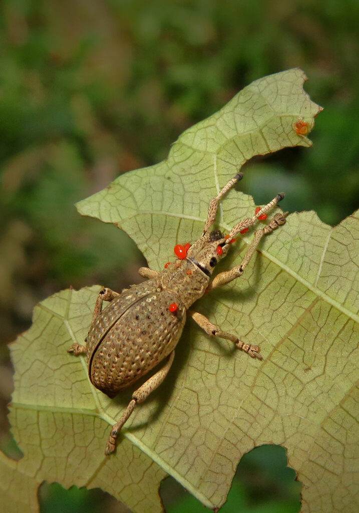 Broad-nosed Weevils (Subfamily Entiminae)