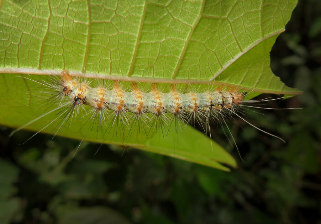 Underwing, Tiger, Tussock, and Allied Moths (Family Erebidae)