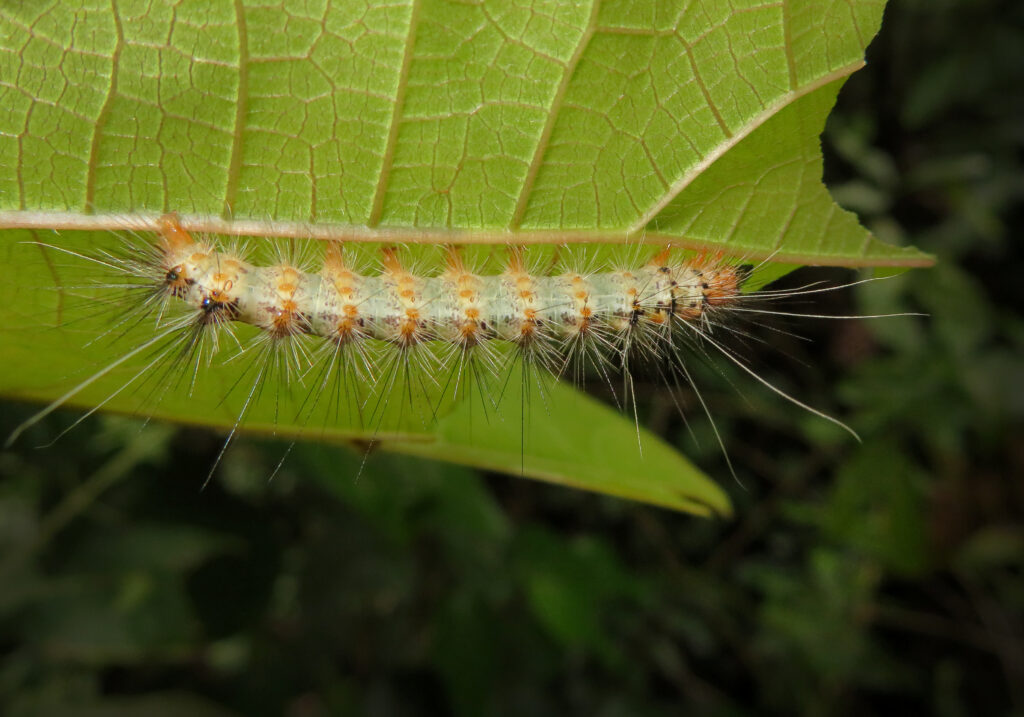 Underwing, Tiger, Tussock, and Allied Moths (Family Erebidae)