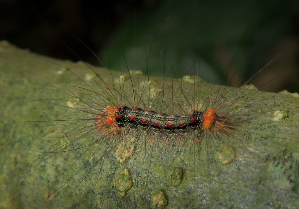 Underwing, Tiger, Tussock, and Allied Moths (Family Erebidae)