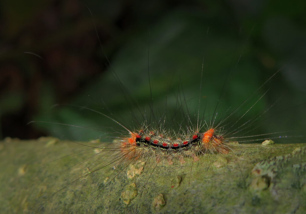 Underwing, Tiger, Tussock, and Allied Moths (Family Erebidae)