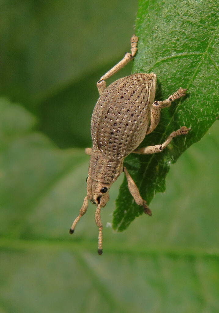 Broad-nosed Weevils (Subfamily Entiminae)