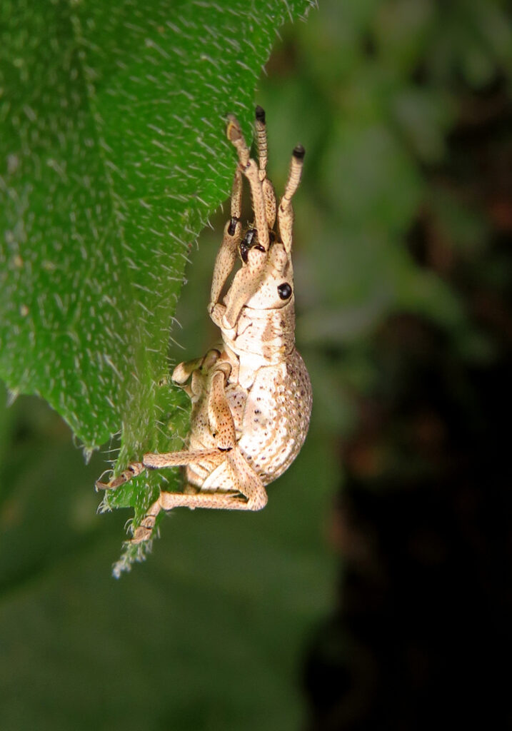 Broad-nosed Weevils (Subfamily Entiminae)