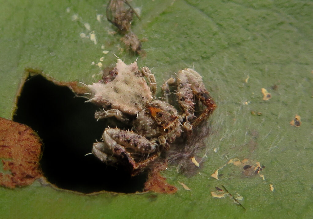 Bird Dropping Crab Spiders (Genus Phrynarachne)