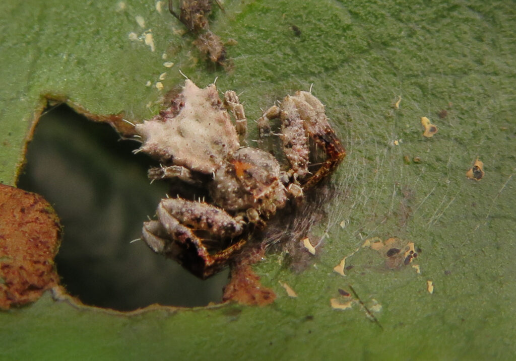 Bird Dropping Crab Spiders (Genus Phrynarachne)