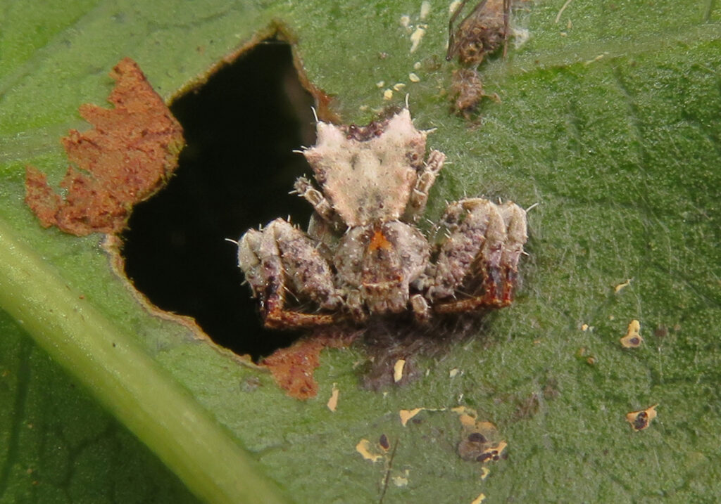 Bird Dropping Crab Spiders (Genus Phrynarachne)
