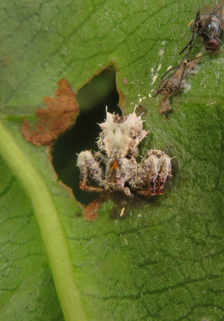 Bird Dropping Crab Spiders