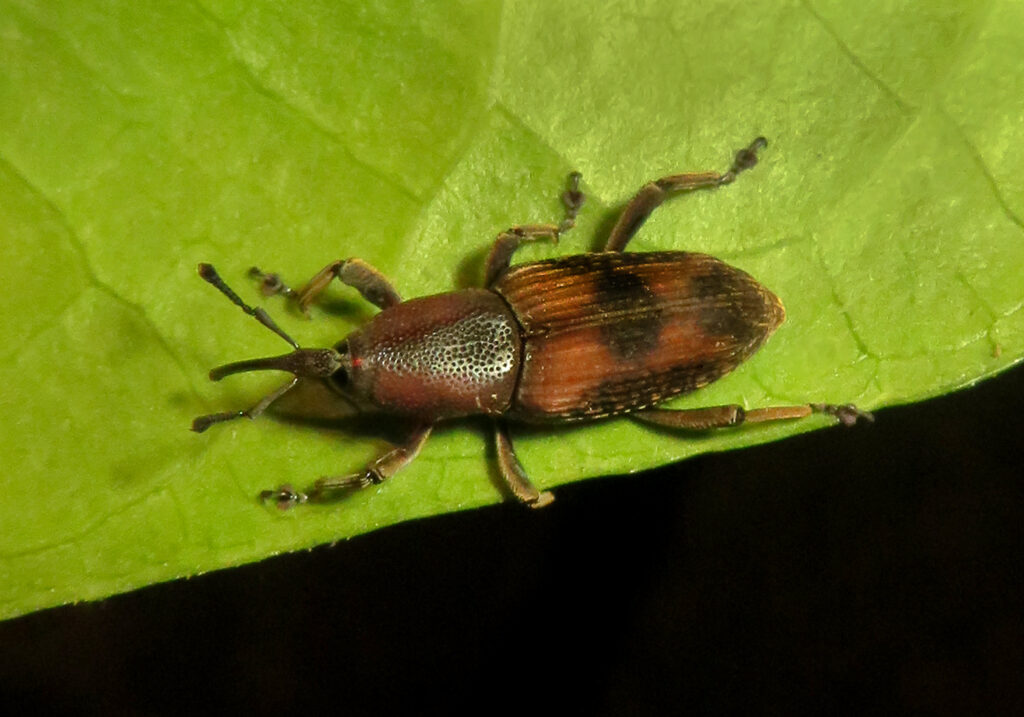 Subfamily Dryophthorinae