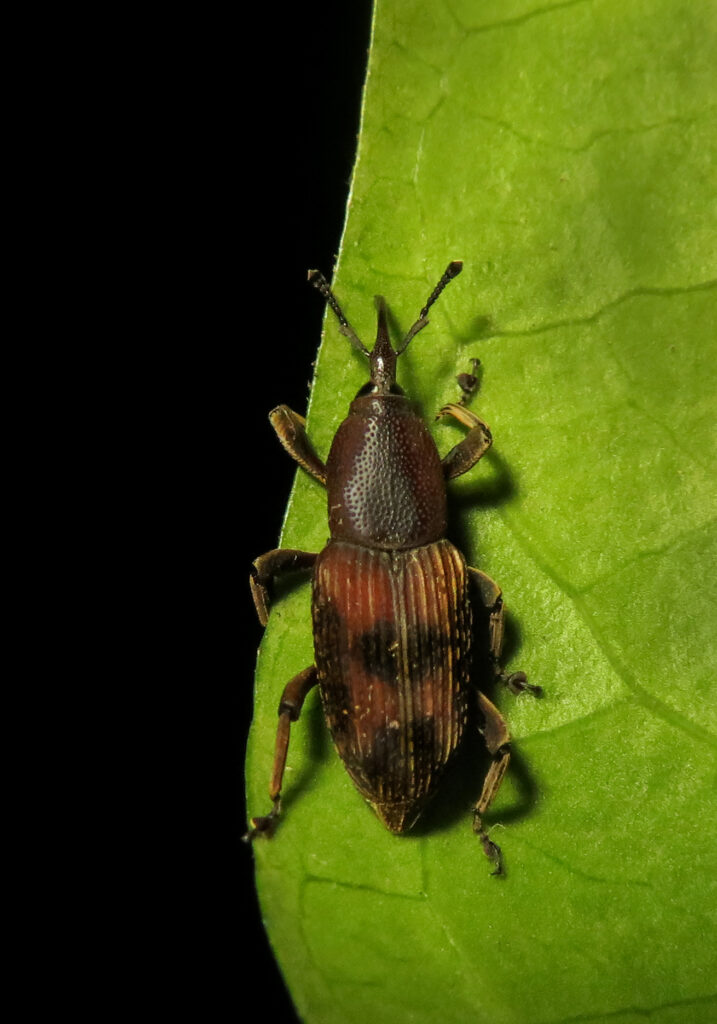 Subfamily Dryophthorinae