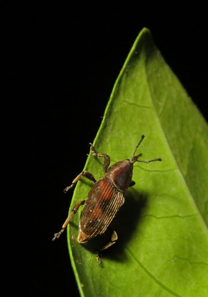 Subfamily Dryophthorinae