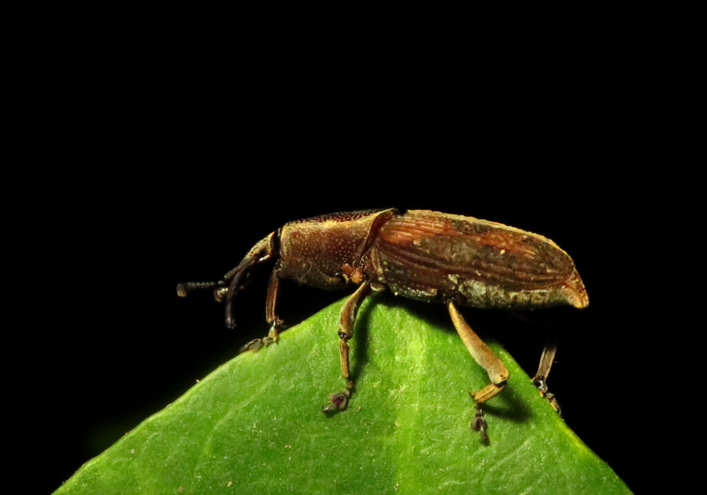 Subfamily Dryophthorinae