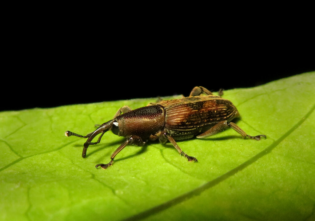 Subfamily Dryophthorinae