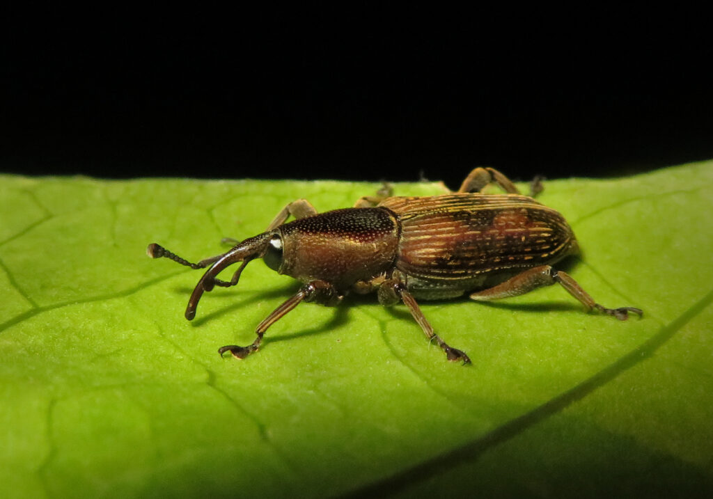 Subfamily Dryophthorinae
