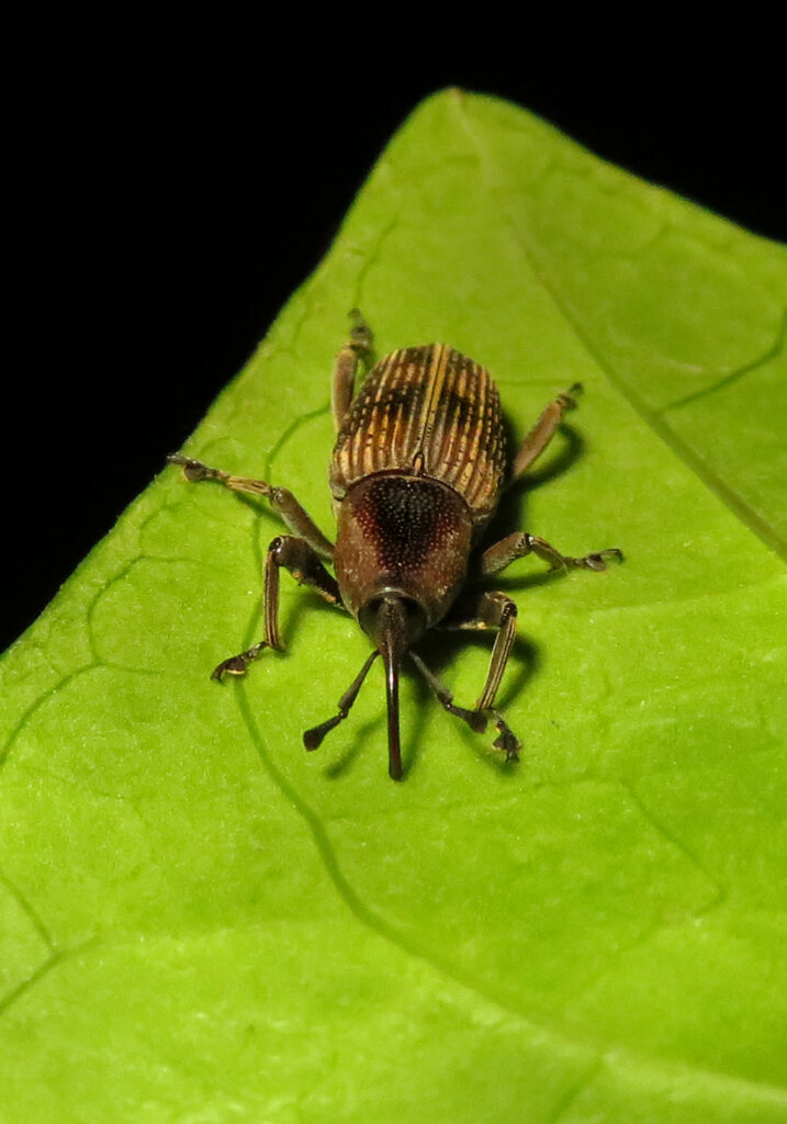 Subfamily Dryophthorinae