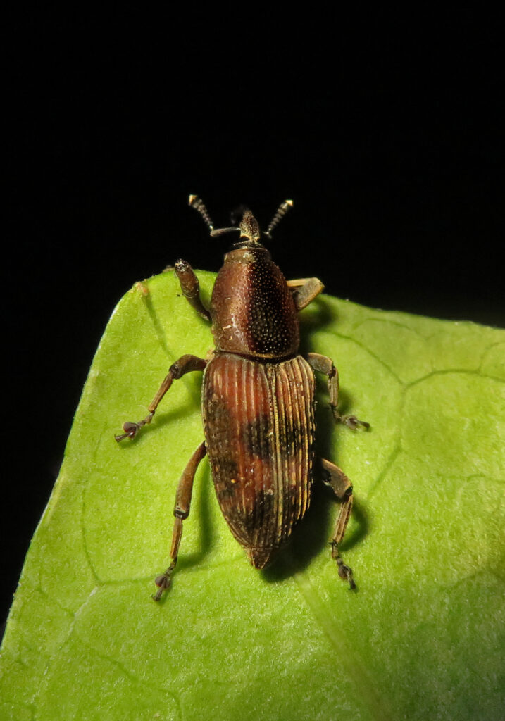 Subfamily Dryophthorinae