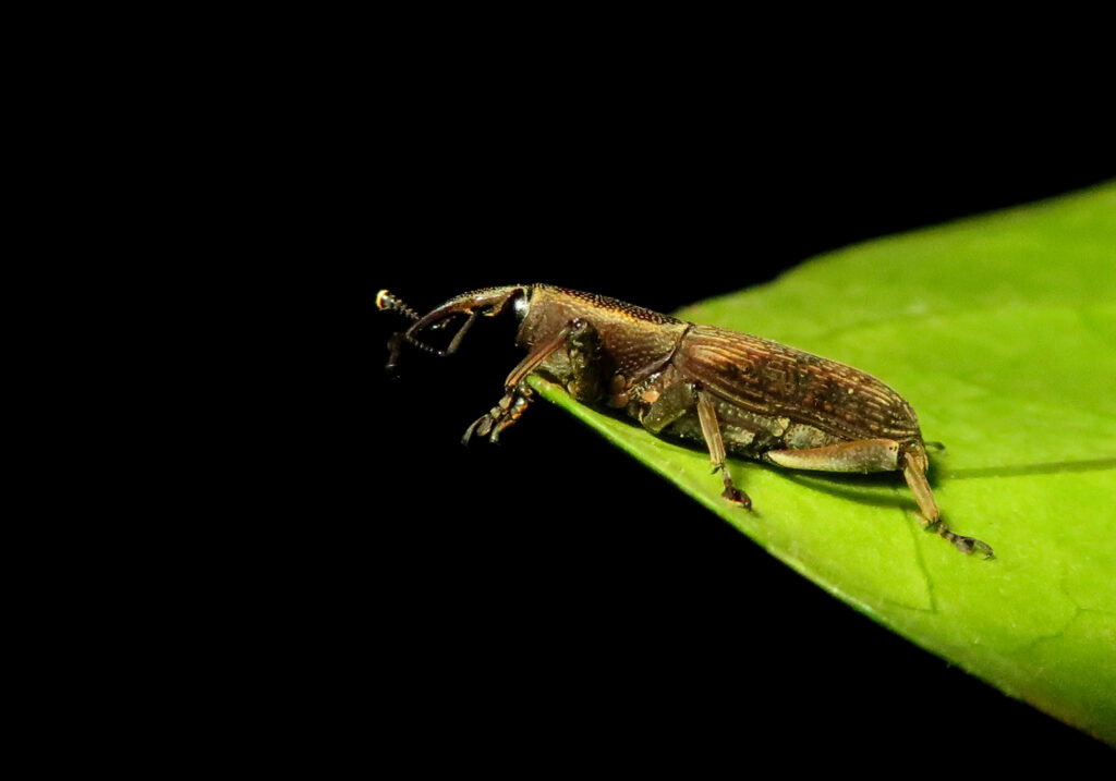 Subfamily Dryophthorinae