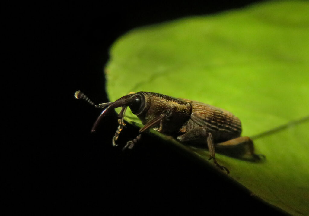 Subfamily Dryophthorinae