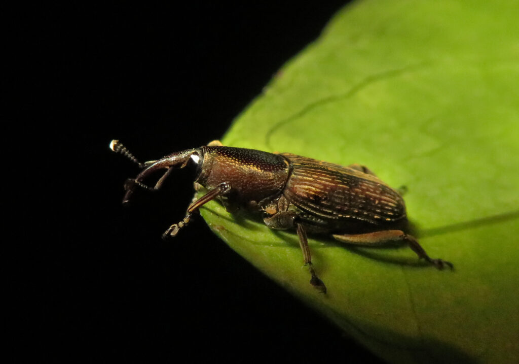 Subfamily Dryophthorinae
